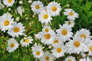 Flowers 300x201